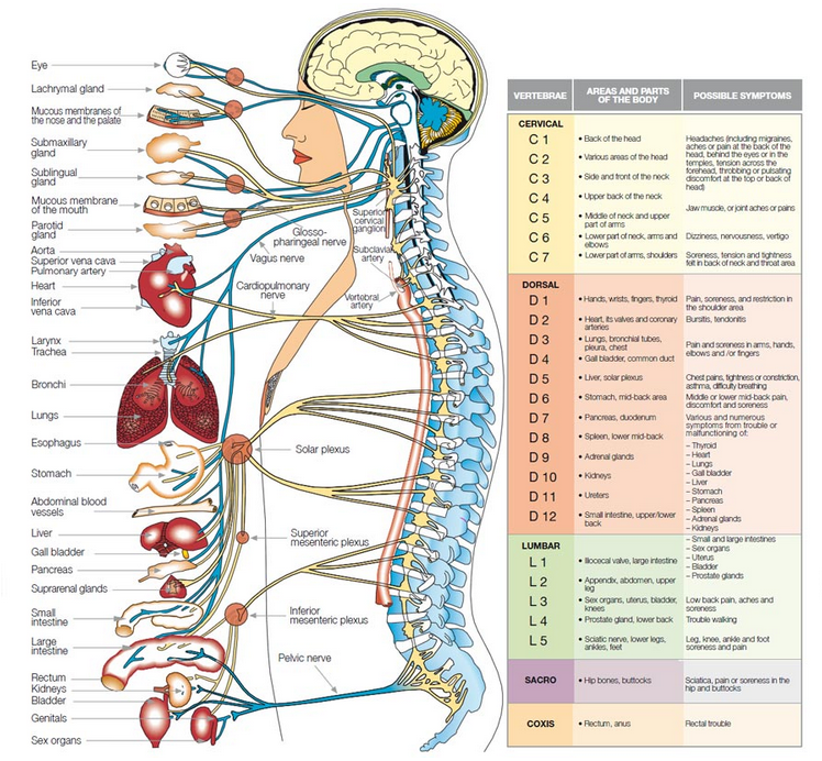 About Chiropractic - Upper Cervical Chiropractic San Diego